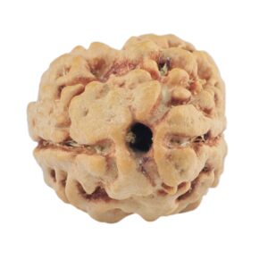 2 Mukhi Rudraksha 21.7mm 1.9gm - Rudraksha