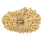 21 Mukhi Rudraksha 32.1mm 4gm - Origin: Nepal - Rudraksha