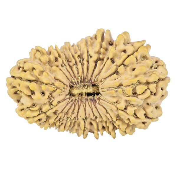 21 Mukhi Rudraksha 32.1mm 4gm - Origin: Nepal - Rudraksha