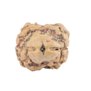2 Mukhi Rudraksha 21.5mm 1.84gm - Rudraksha