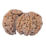 Sawar/Ganesh (7+1) 32.4mm 5.68gm - Rudraksha