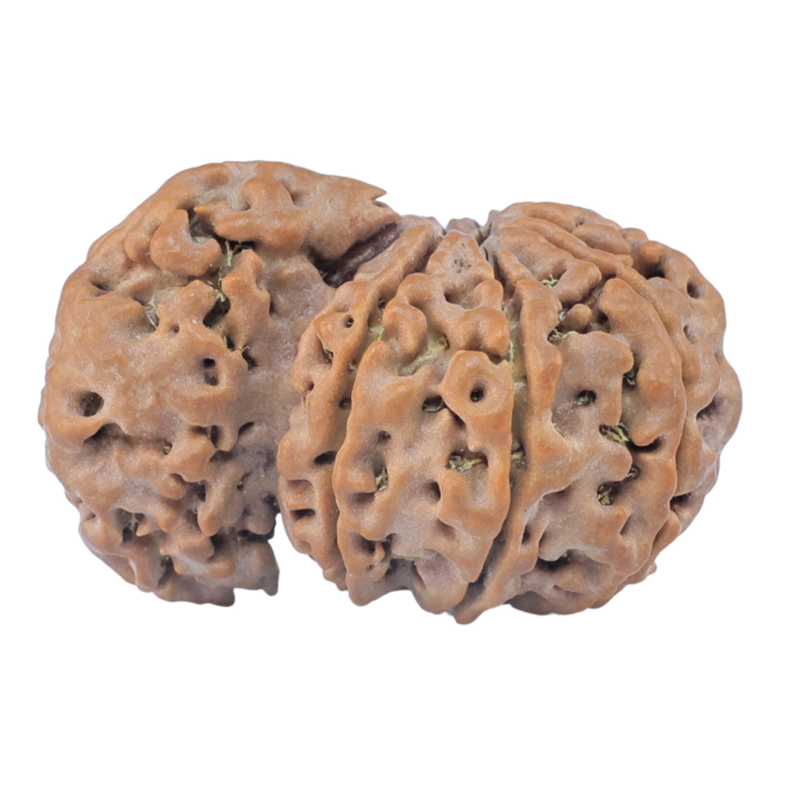 Sawar/Ganesh (7+1) 32.4mm 5.68gm - Rudraksha