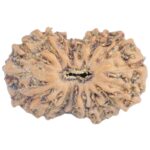 16 Mukhi Rudraksha 13.8mm 0.53gm - Rudraksha