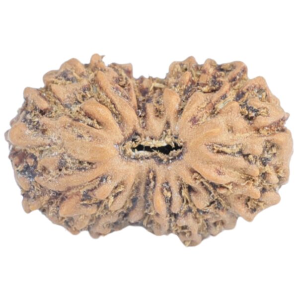 16 Mukhi Rudraksha 13.8mm 0.53gm - Rudraksha