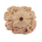 2 Mukhi Rudraksha 17.9mm 1.3gm - Rudraksha
