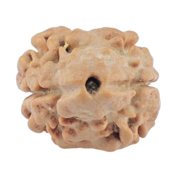2 Mukhi Rudraksha 17.9mm 1.3gm - Rudraksha