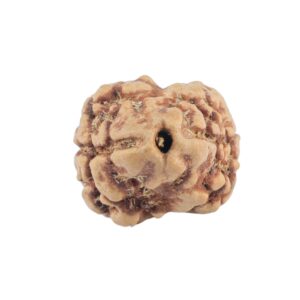 2 Mukhi Rudraksha 20.7mm 1.37gm - Rudraksha