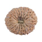 18 Mukhi Rudraksha 19.8mm 2.63gm - Rudraksha
