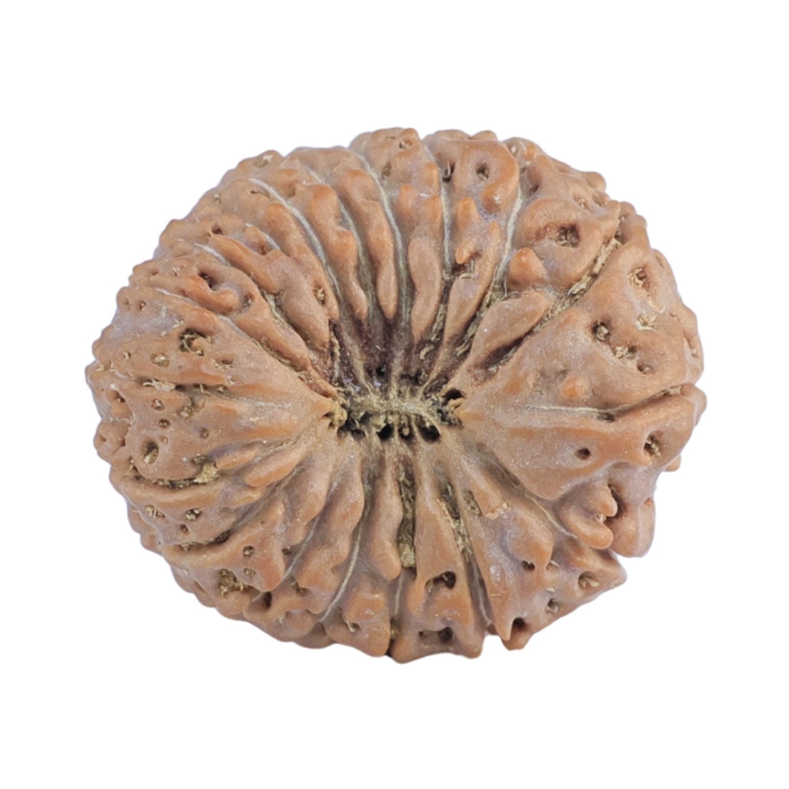 18 Mukhi Rudraksha 19.8mm 2.63gm - Rudraksha