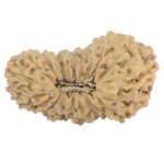 21 Mukhi Rudraksha 19.8mm 1.08gm - Rudraksha