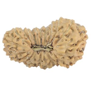 21 Mukhi Rudraksha 19.8mm 1.08gm - Rudraksha