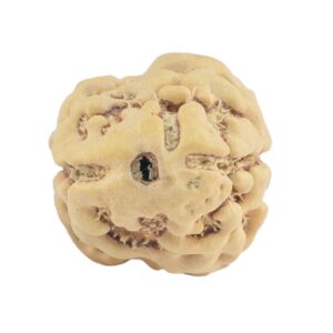 2 Mukhi Rudraksha 22.9mm 1.83gm - Rudraksha