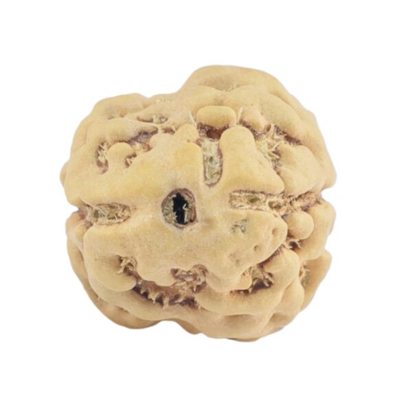2 Mukhi Rudraksha 22.9mm 1.83gm - Rudraksha