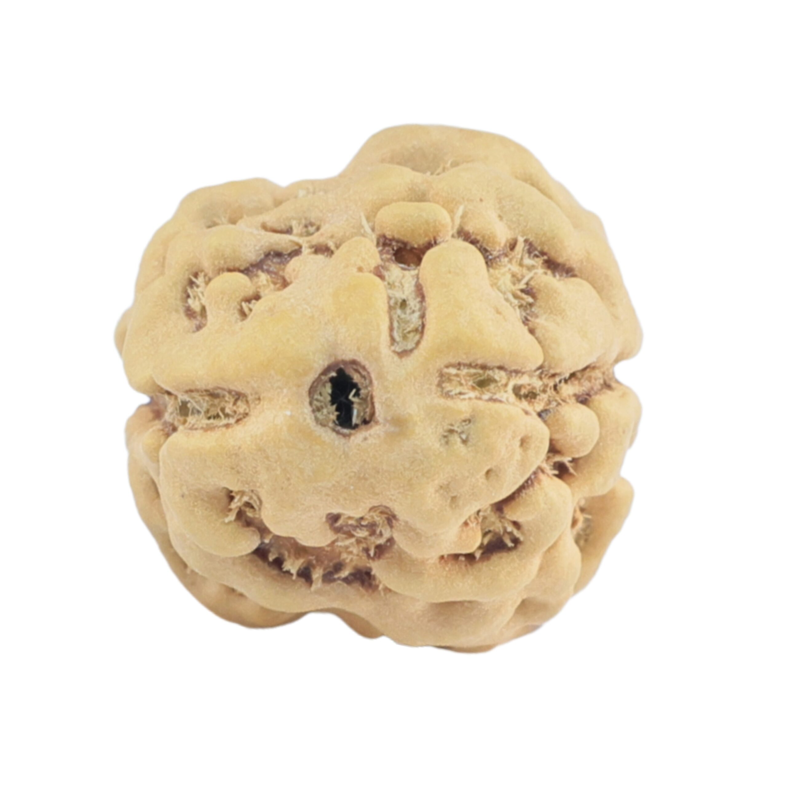 2 Mukhi Rudraksha 22.9mm 1.83gm - Rudraksha