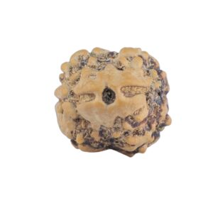 2 Mukhi Rudraksha 20.6mm 1.52gm - Rudraksha