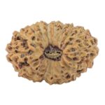 17 Mukhi Rudraksha 16.8mm 1gm - Rudraksha