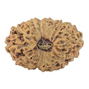 17 Mukhi Rudraksha 16.8mm 1gm - Rudraksha