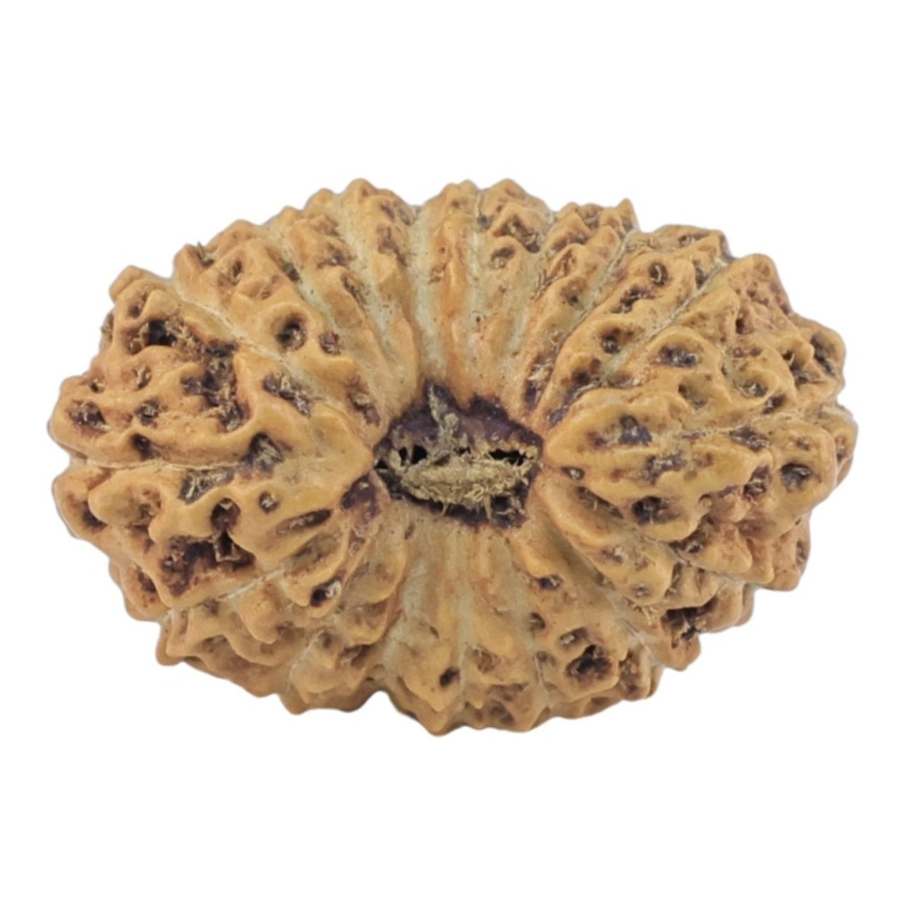 17 Mukhi Rudraksha 16.8mm 1gm - Rudraksha