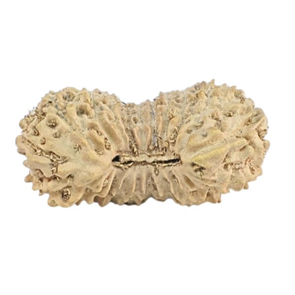 21 Mukhi Rudraksha 17.6mm 0.56gm - Rudraksha