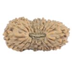 21 Mukhi Rudraksha 14.5mm 0.39gm - Rudraksha
