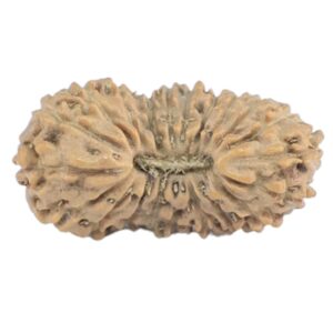 21 Mukhi Rudraksha 14.5mm 0.39gm - Rudraksha
