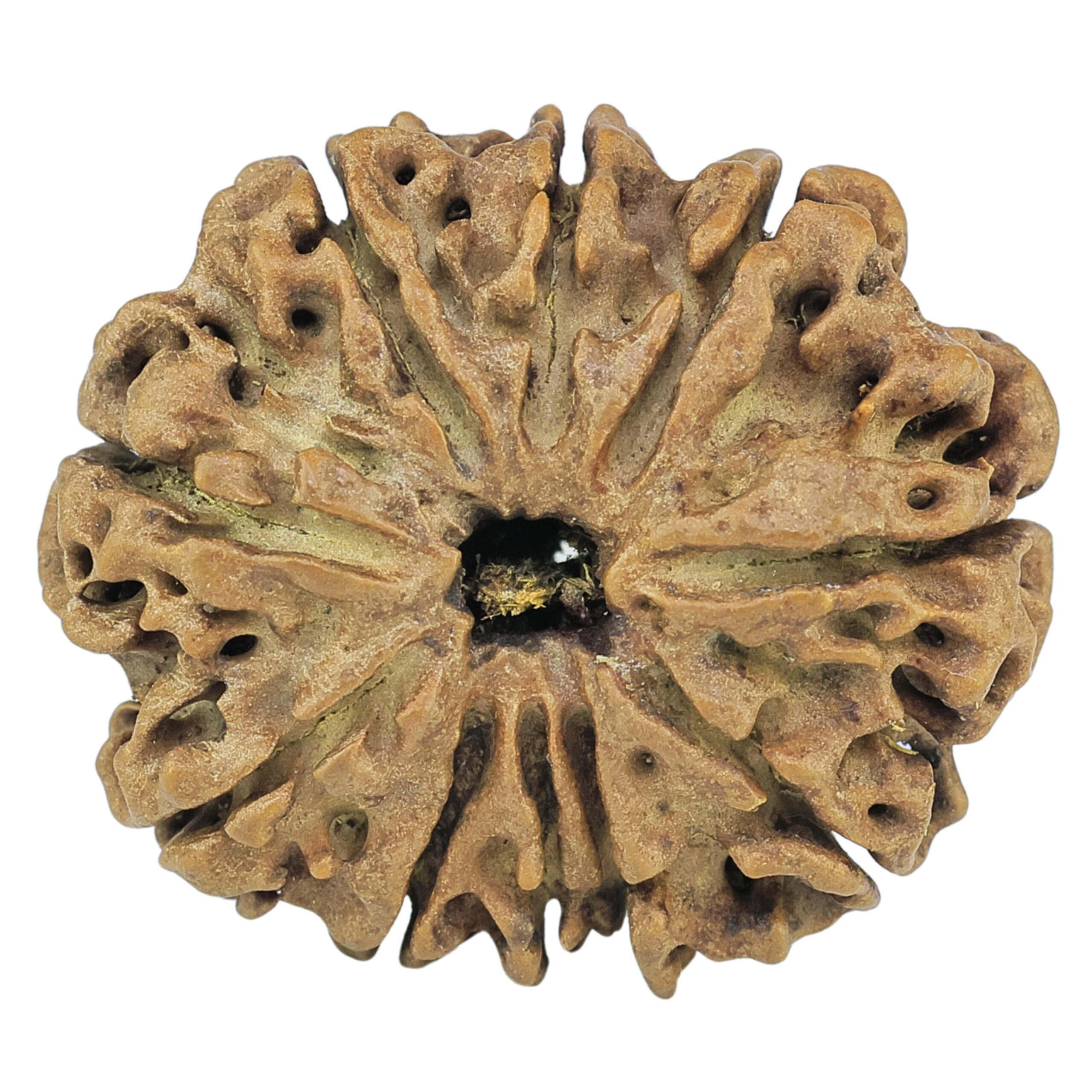 10 Mukhi Rudraksha 27mm 4.12gm - Rudraksha
