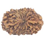 16 Mukhi Rudraksha 15.9mm 0.84gm - Rudraksha