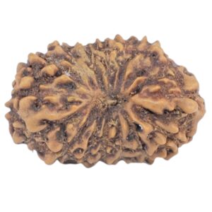 16 Mukhi Rudraksha 15.9mm 0.84gm - Rudraksha
