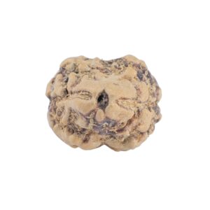 2 Mukhi Rudraksha 20.7mm 1.34gm - Rudraksha