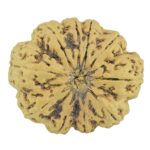 10 Mukhi Rudraksha 33mm 7.31gm - Rudraksha