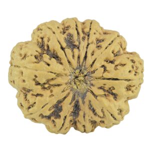 10 Mukhi Rudraksha 33mm 7.31gm - Rudraksha