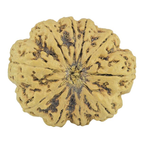 10 Mukhi Rudraksha 33mm 7.31gm - Rudraksha