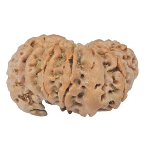 Sawar/Ganesh (13+1) 24.2mm 3gm - Rudraksha