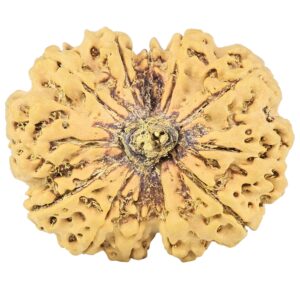 12 Mukhi Rudraksha 30.1mm 4.67gm - Rudraksha