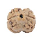 2 Mukhi Rudraksha 17.7mm 1.33gm - Rudraksha