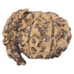 Sawar/Ganesh (6+1) 24.1mm 2.63gm - Rudraksha