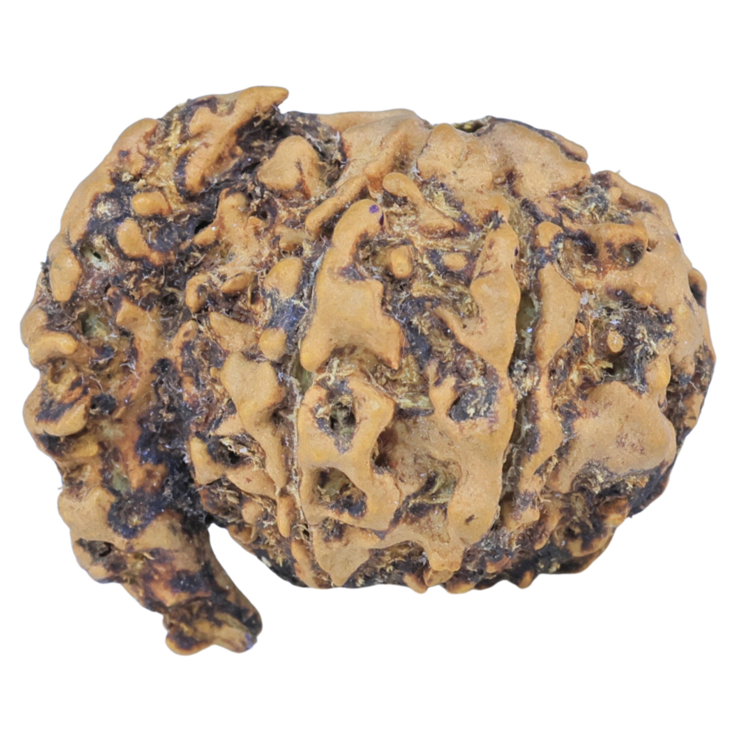 Sawar/Ganesh (6+1) 24.1mm 2.63gm - Rudraksha