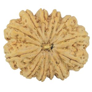 12 Mukhi Rudraksha 35.4mm 9.81gm - Rudraksha
