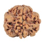 1MK(Underdeveloped) 22.2mm 3.48gm - Rudraksha
