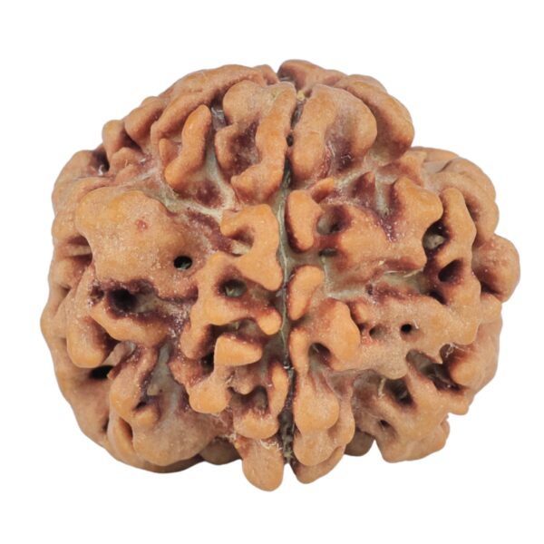 1MK(Underdeveloped) 22.2mm 3.48gm - Rudraksha