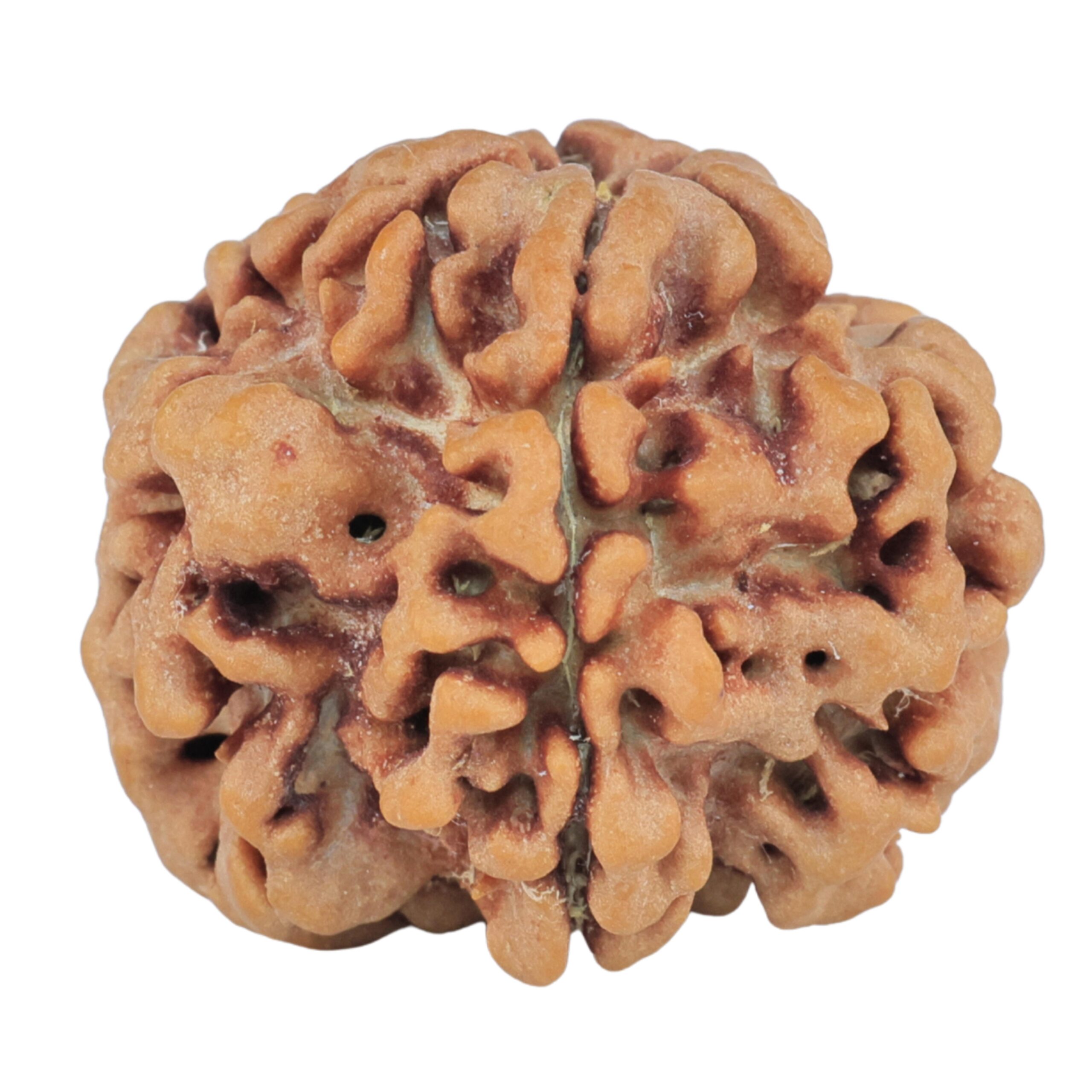 1MK(Underdeveloped) 22.2mm 3.48gm - Rudraksha