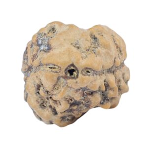 2 Mukhi Rudraksha 25mm 2.13gm - Rudraksha