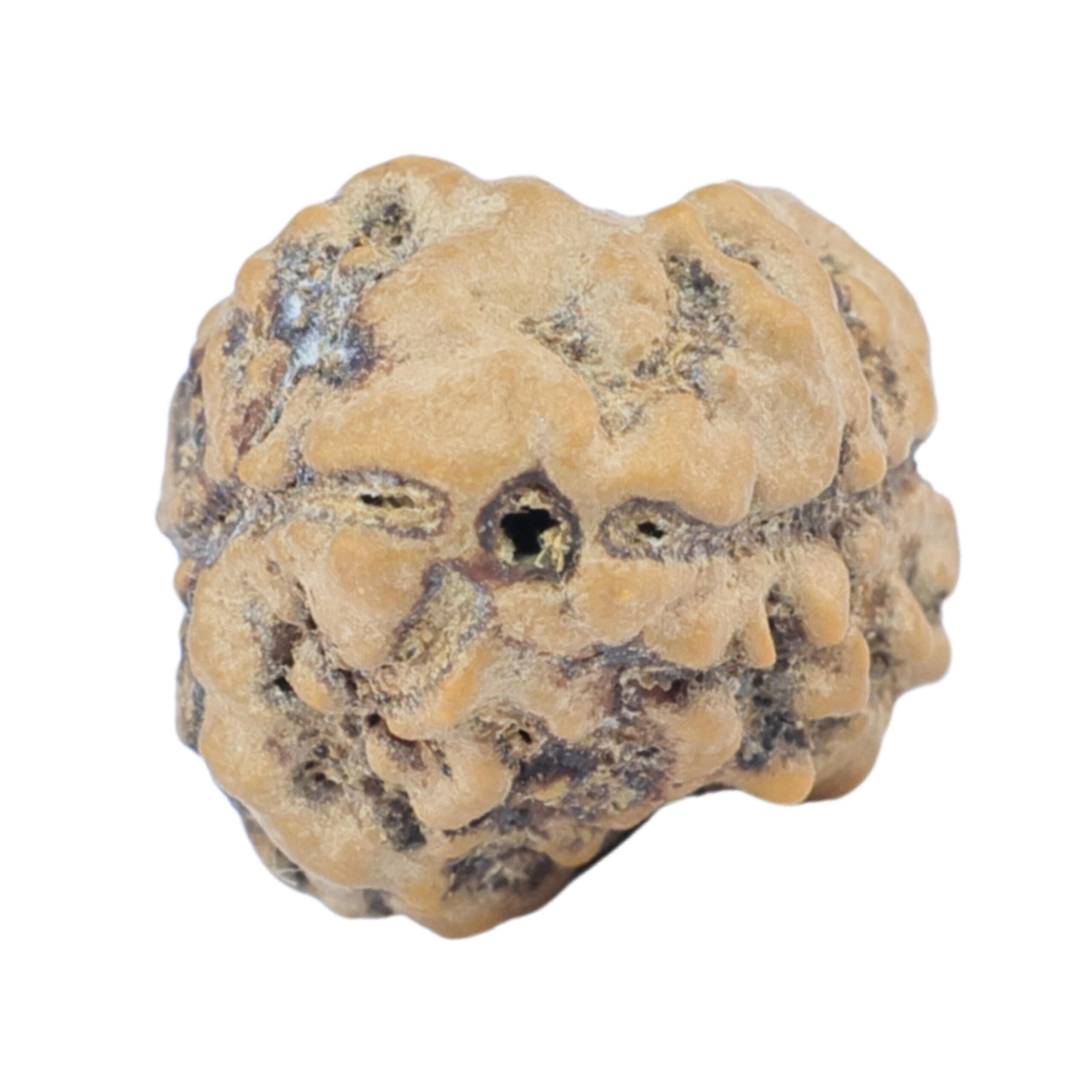 2 Mukhi Rudraksha 25mm 2.13gm - Rudraksha