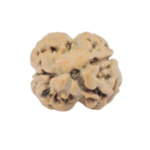 2 Mukhi Rudraksha 20.3mm 1.91gm - Rudraksha