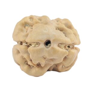 2 Mukhi Rudraksha 22.9mm 2.29gm - Rudraksha
