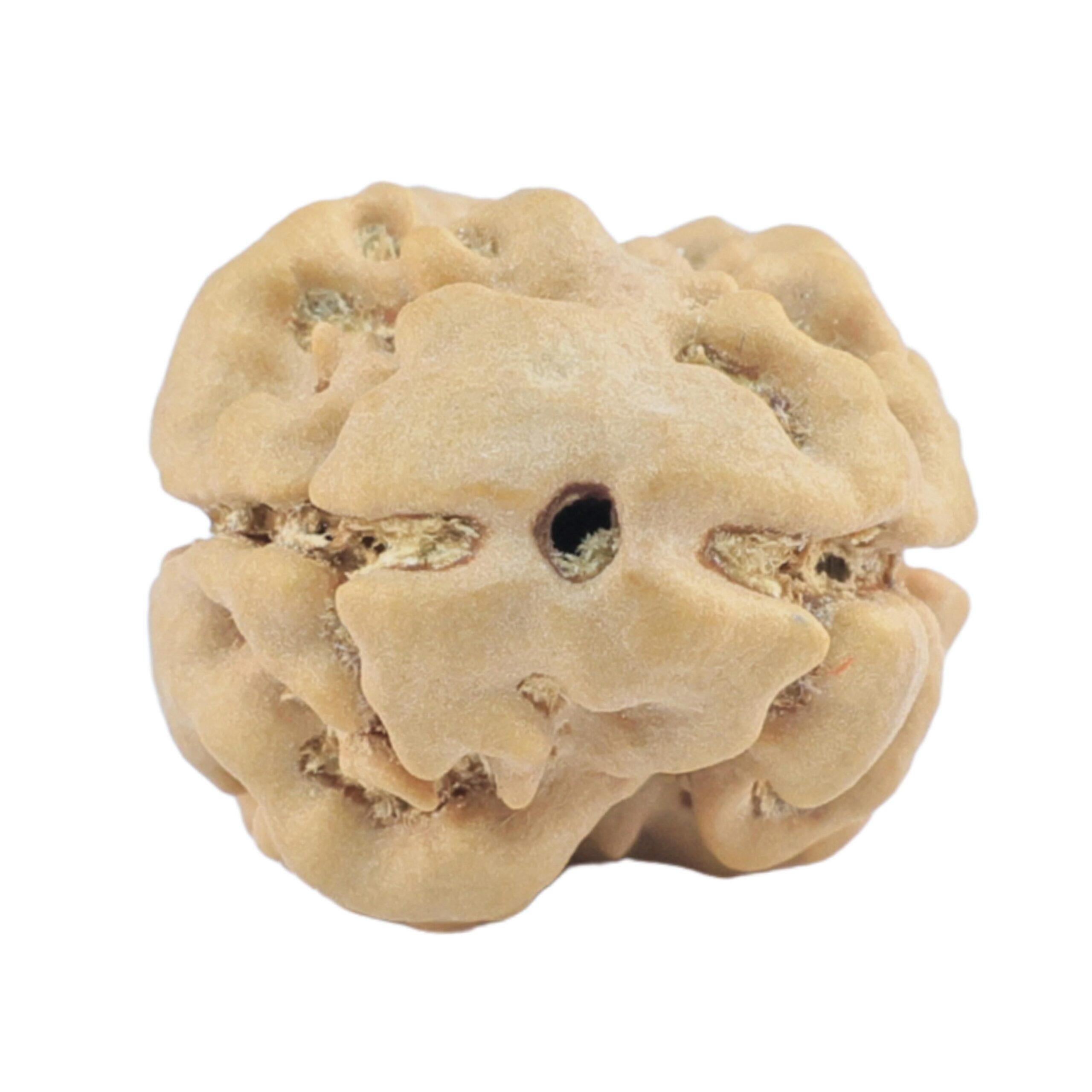 2 Mukhi Rudraksha 22.9mm 2.29gm - Rudraksha