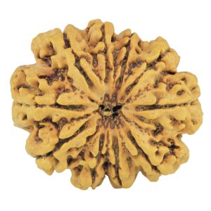 10 Mukhi Rudraksha 28.2mm 4.18gm - Rudraksha