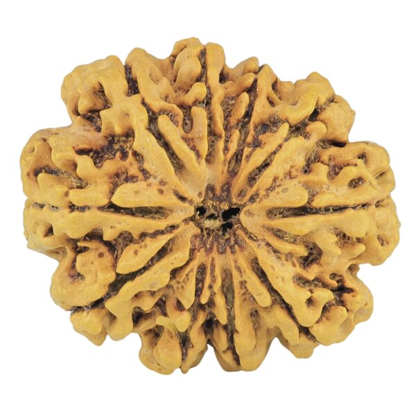 10 Mukhi Rudraksha 28.2mm 4.18gm - Rudraksha