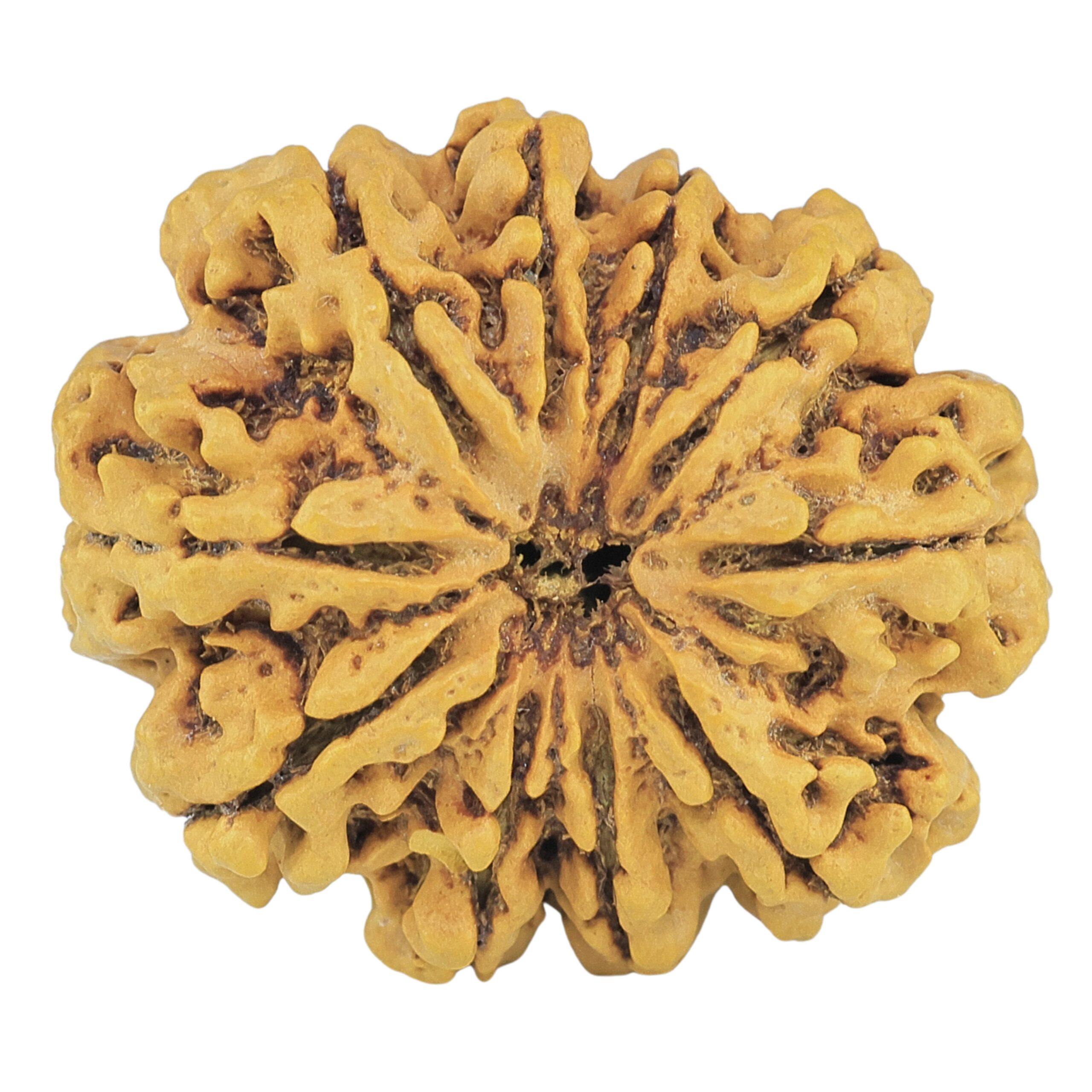 10 Mukhi Rudraksha 28.2mm 4.18gm - Rudraksha