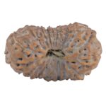 20 Mukhi Rudraksha 24.8mm 2.77gm - Rudraksha